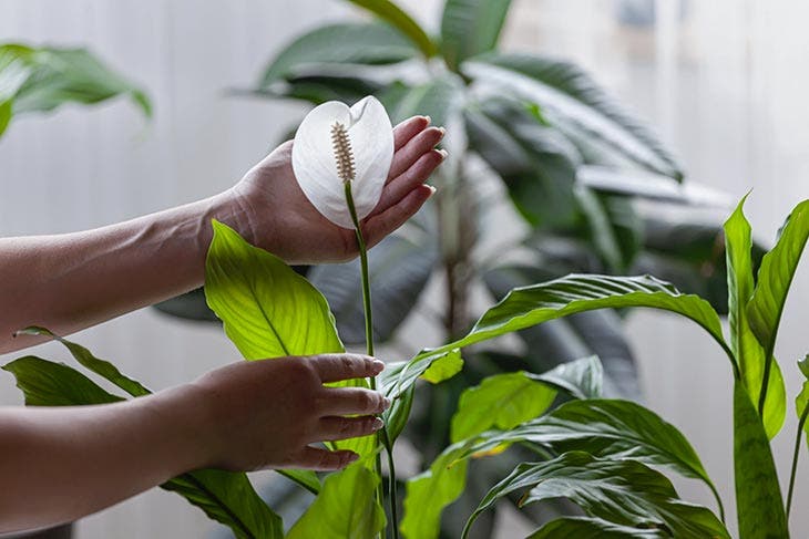 Les ponts de la paix brisés : 37 ONG interdites avant le 1er mars par Israël