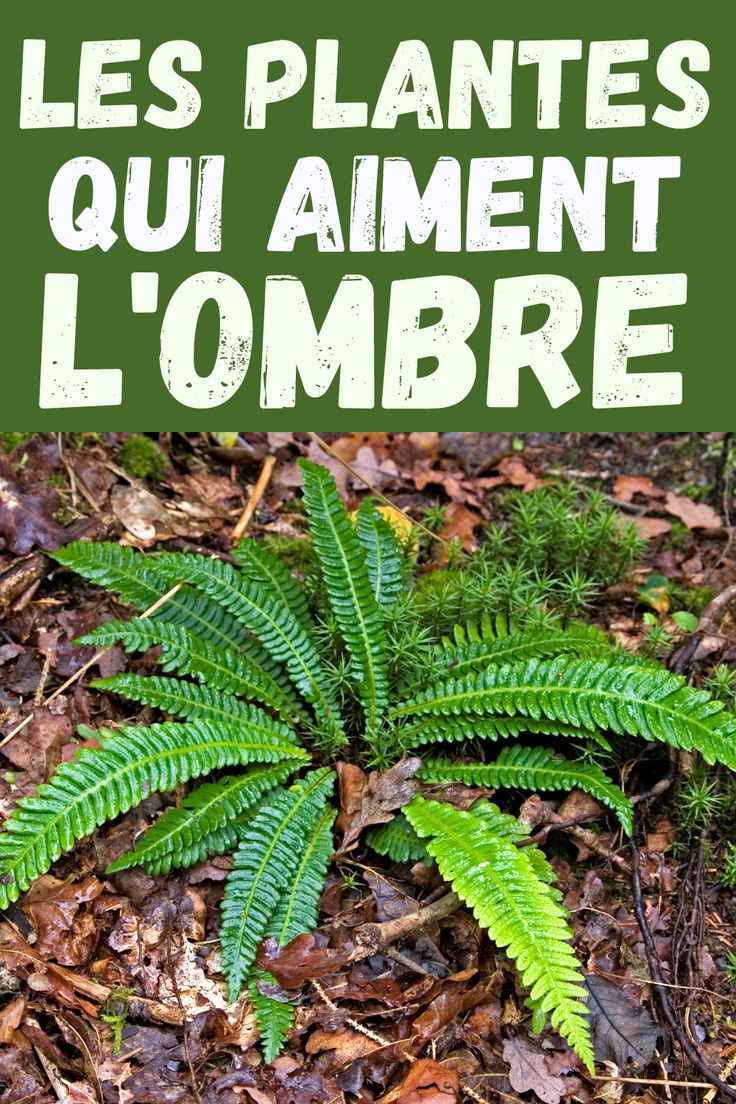 L’ombre qui nourrit : Qui décide vraiment ce que vous consommez ?