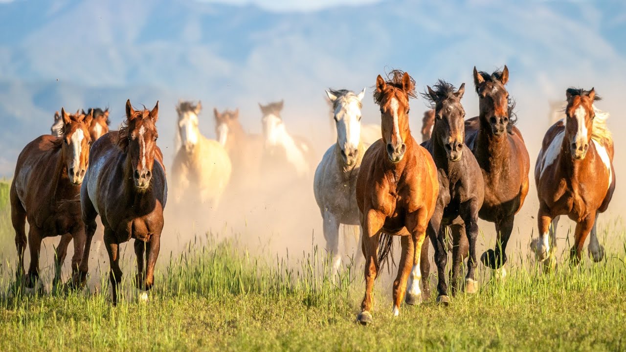 Des centaines de mustangs protégés disparaissent dans un réseau d’abattoir caché