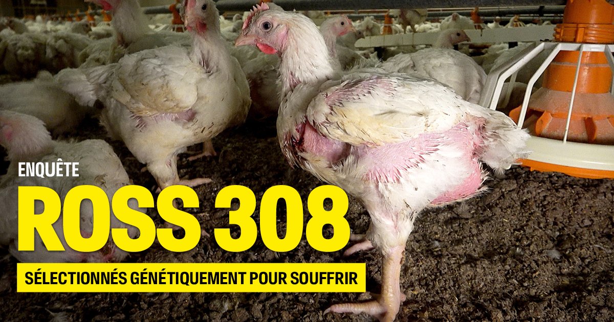 Le Poulet Ross 3082 : La Menace Silencieuse qui Vient de Votre Supermarché